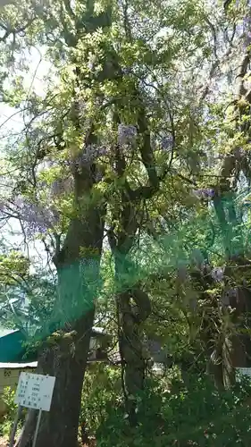 玉敷神社の自然