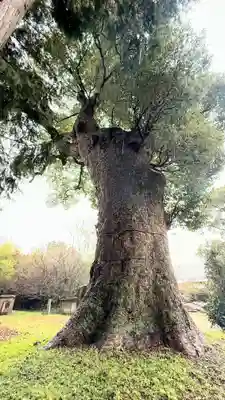 八幡神社(徳島県)