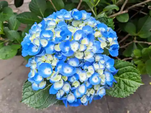 日本橋日枝神社の自然