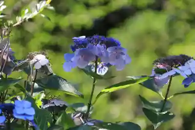 帳附神社の自然