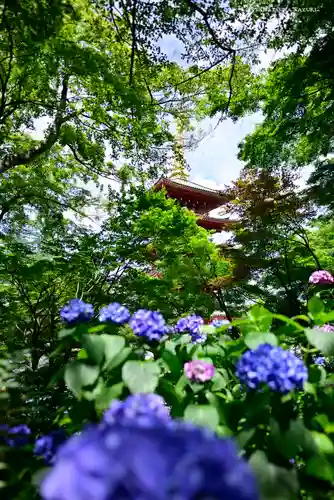 高幡不動尊　金剛寺の自然