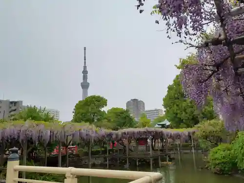 亀戸天神社の景色