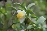 豊景神社の庭園