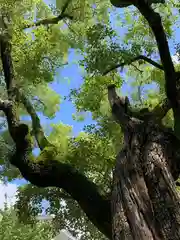 御霊神社(大阪府)