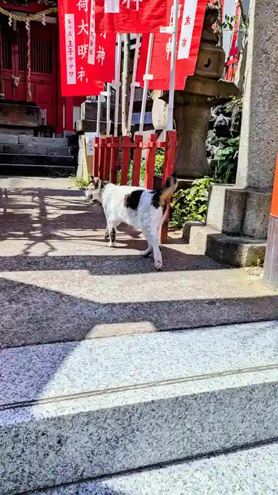 装束稲荷神社(王子稲荷神社境外摂社)の動物