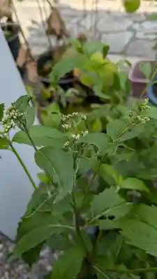 行願寺（革堂）(京都府)
