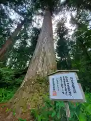 小國神社の自然