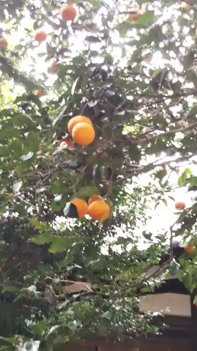 畑子安神社の自然