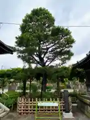 東福寺(埼玉県)