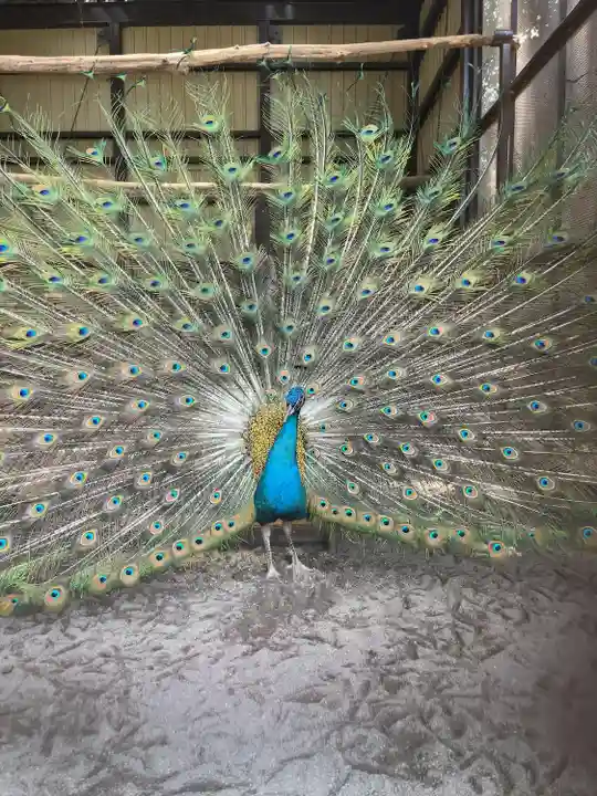 岩槻久伊豆神社の動物