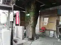 戸越地蔵尊の自然