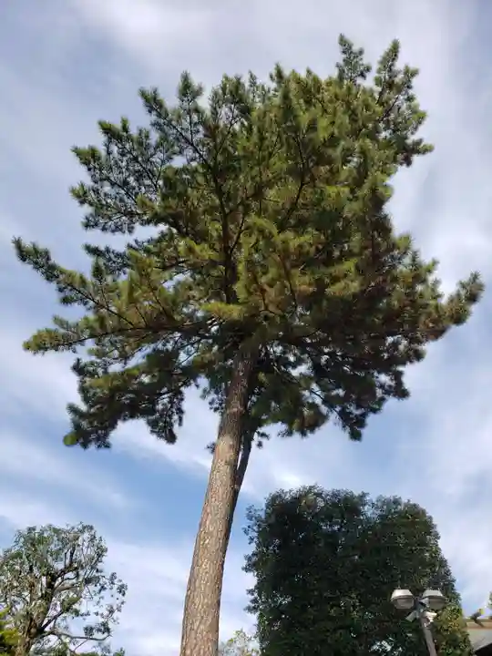 中野沼袋氷川神社(東京都)