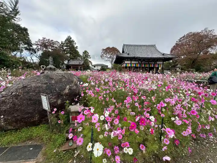 般若寺 ❁コスモス寺❁(奈良県)