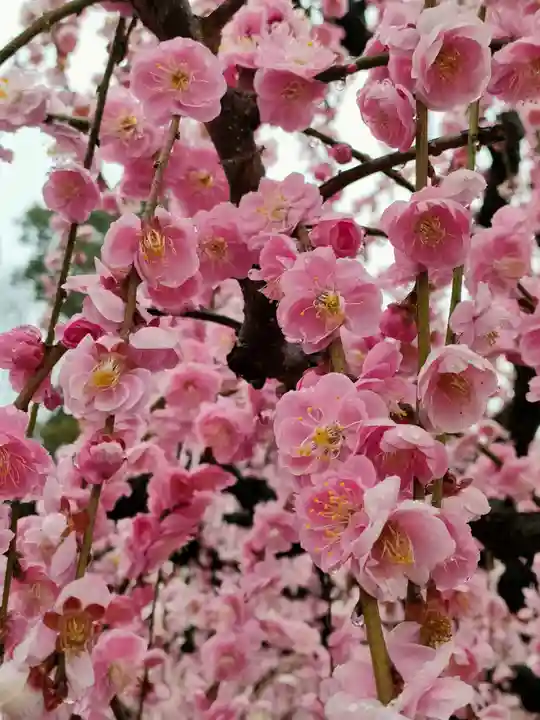 結城神社の自然