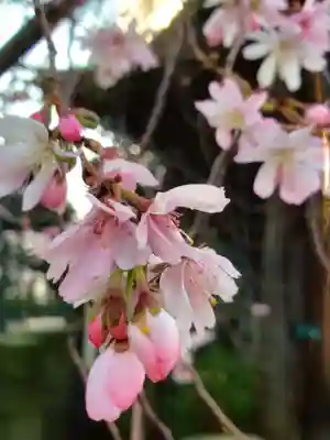 妙法寺(東京都)