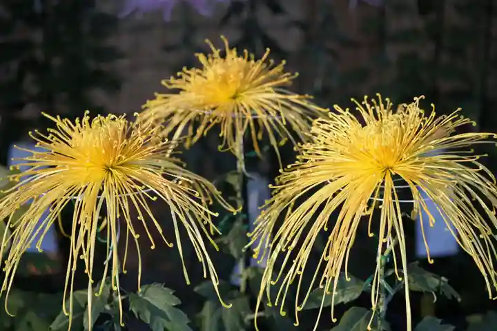 明治神宮(東京都)