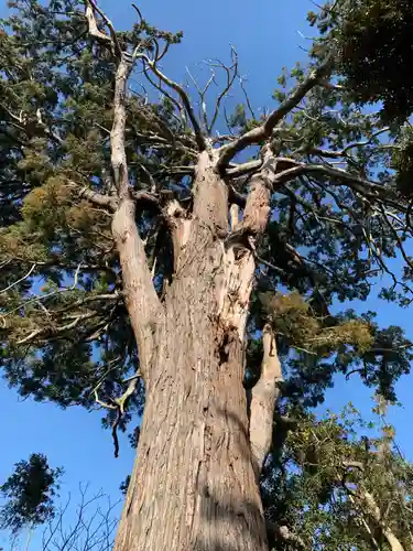 白山神社の自然