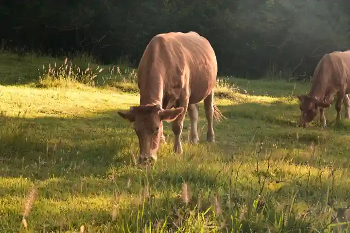 祖母神社(熊本県)