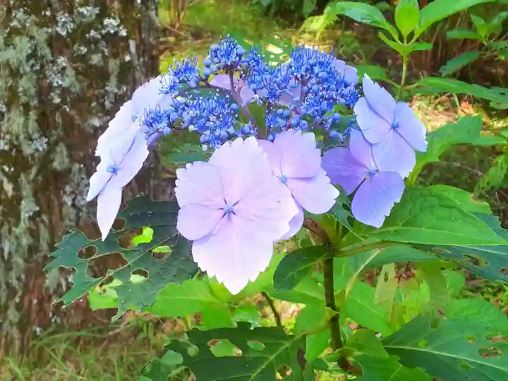 箱根神社の自然