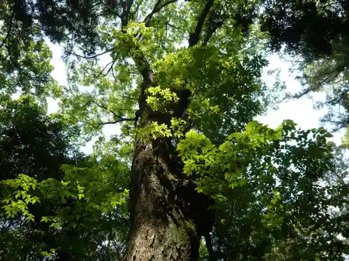 大神神社の自然