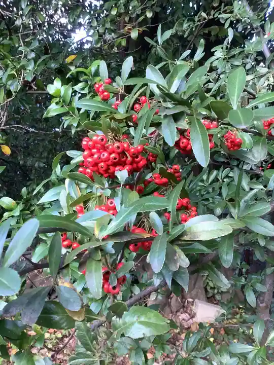 清洲山王宮 日吉神社の自然