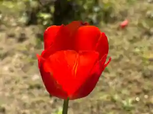 西方山極楽寺(岐阜県)(2026年04月09日(木) 22時46分37秒投稿)