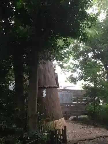 鎮守氷川神社の自然