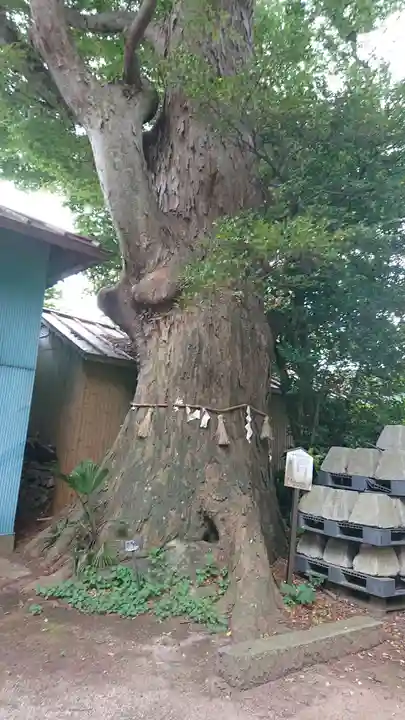 八坂神社の自然