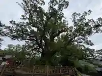 蒲生八幡神社(鹿児島県)