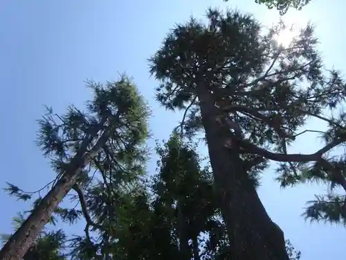 お三の宮日枝神社の自然