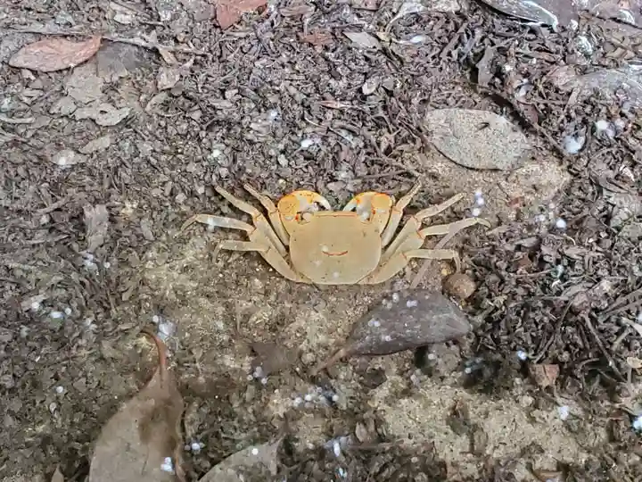 加茂神社の動物