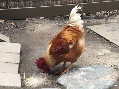 熱田神宮の動物