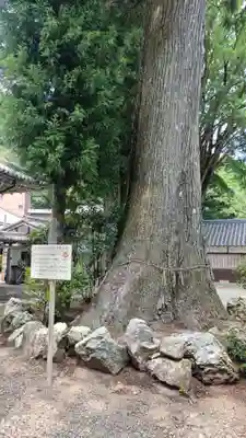 正福寺の自然
