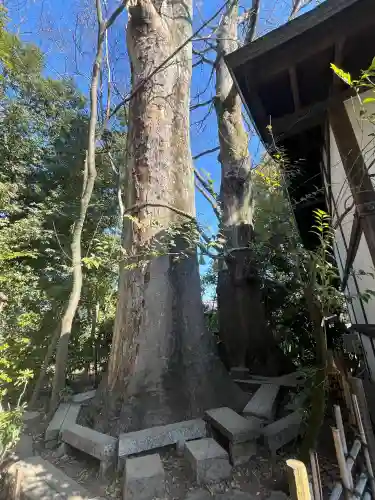 川越氷川神社の{uncategorized: "未分類", other: "その他", undefined: "問題あり", building: "その他建物", grave: "お墓", sacred_gate: "鳥居", guardian: "狛犬", statue: "像", buddha: "仏像", history: "歴史", nature: "自然", garden: "庭園", animal: "動物", pagoda: "塔", temizu: "手水舎", mountain_gate: "山門・神門", sanctuary: "本殿・本堂", subordinate: "末社・摂社", art: "芸術", scenery: "景色", jizo: "地蔵", ema: "絵馬", goshuin: "御朱印", omikuji: "おみくじ", items: "授与品その他", amulet: "お守り", goshuincho: "御朱印帳", eats: "食事", festival: "お祭り", votive_dance: "神楽", shichigosan: "七五三参", wedding: "結婚式", experience: "体験その他", initially: "初詣", around: "周辺", anti_infection: "感染症対策"}