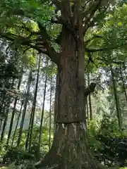 國吉神社(千葉県)