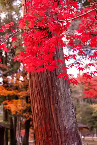 大原野神社(京都府)