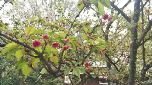 平野神社の庭園