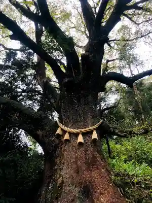 蛭児神社の自然