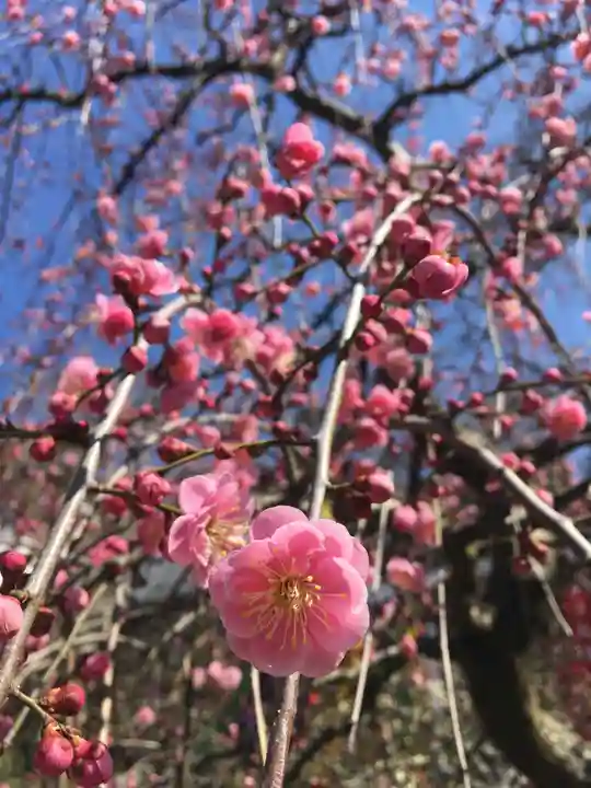 岡寺(龍蓋寺)の自然