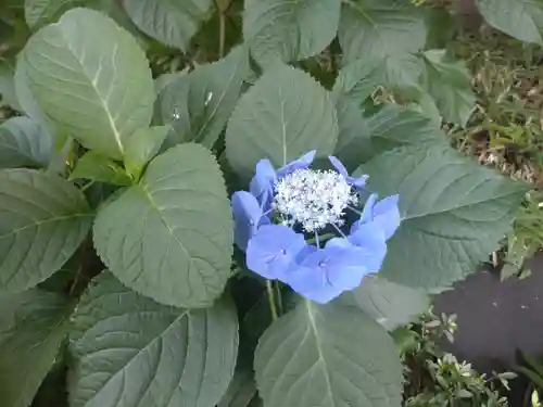 阿佐ヶ谷神明宮(東京都)