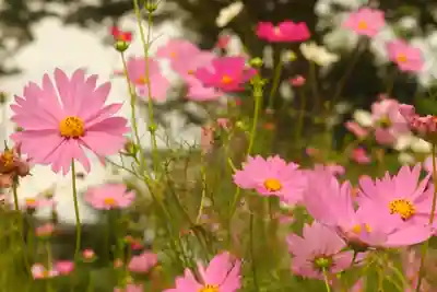 般若寺 ❁﻿コスモス寺❁(奈良県)