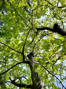 伊達神社の自然(2023年05月08日(月) 18時58分24秒投稿)