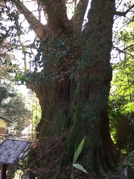 下野八幡大神社の自然