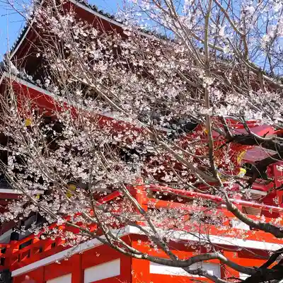 大須観音 (北野山真福寺宝生院)(愛知県)