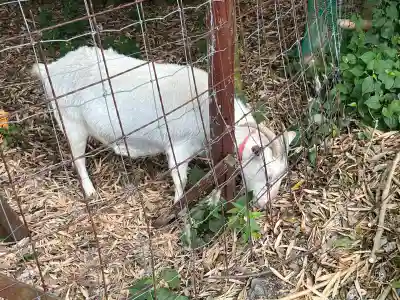 出雲大社相模分祠(神奈川県)