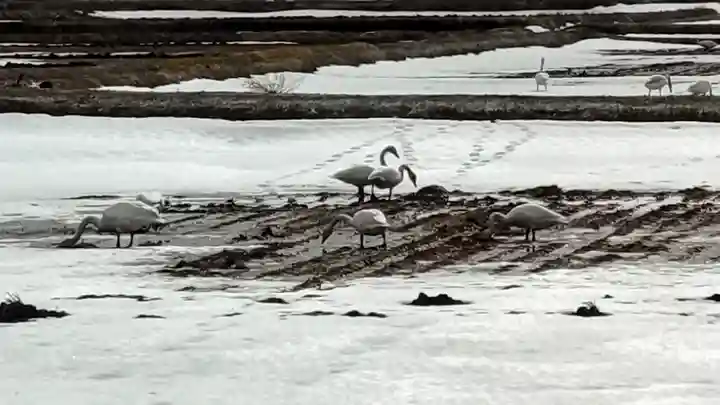 相馬妙見神社の動物