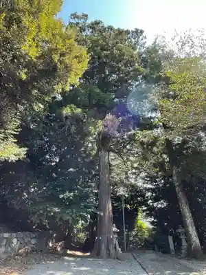 八旗八幡宮の自然