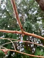 滑川神社 - 仕事と子どもの守り神の自然