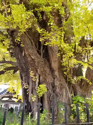 善福寺(東京都)