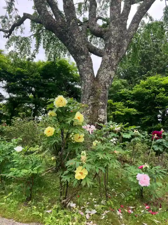 妙雲寺(栃木県)